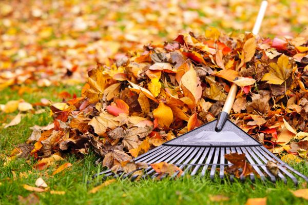 Leaves Removal in Anaheim