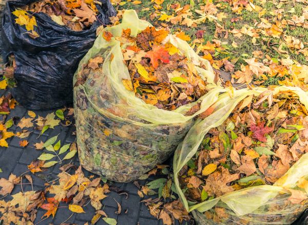 Yard Cleanup Service in Anaheim