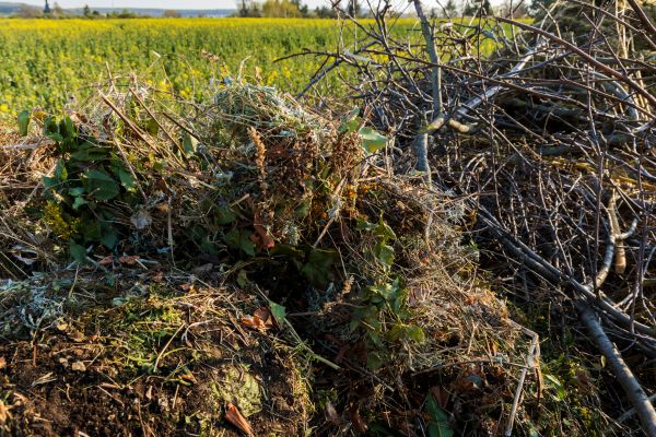 Brush Disposal in Anaheim
