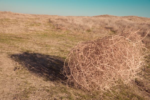 Tumbleweed Removal in Anaheim