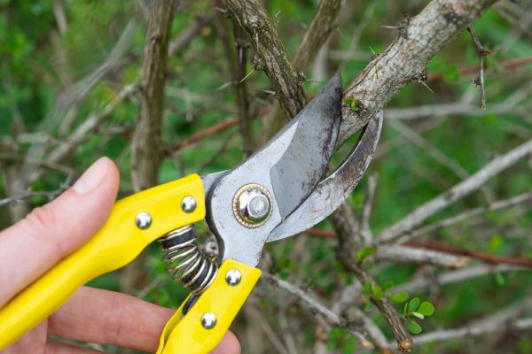 Limbs Removal in Anaheim