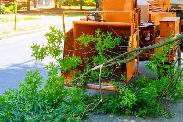 Tree Branches Removal in Anaheim