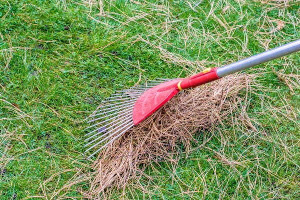 Yard Raking in Anaheim