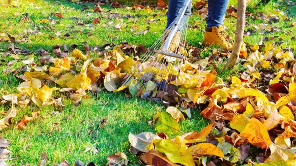 Lawn Cleanup Service in Anaheim