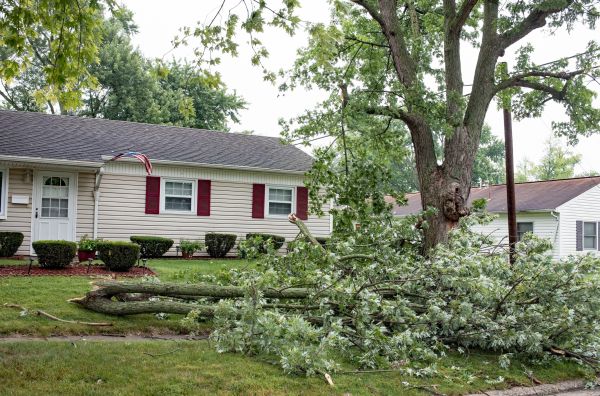 Fallen Branch Removal in Anaheim